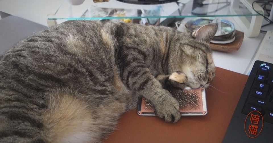 じゃれる猫 Me And My Cats Soba Ni Neko Soys Studio Note