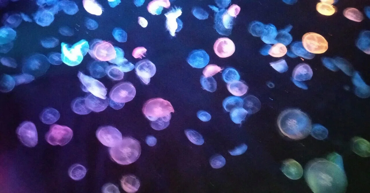Brain melting, the blue light at 3 a.m.｜雑学 作家 望月麗子