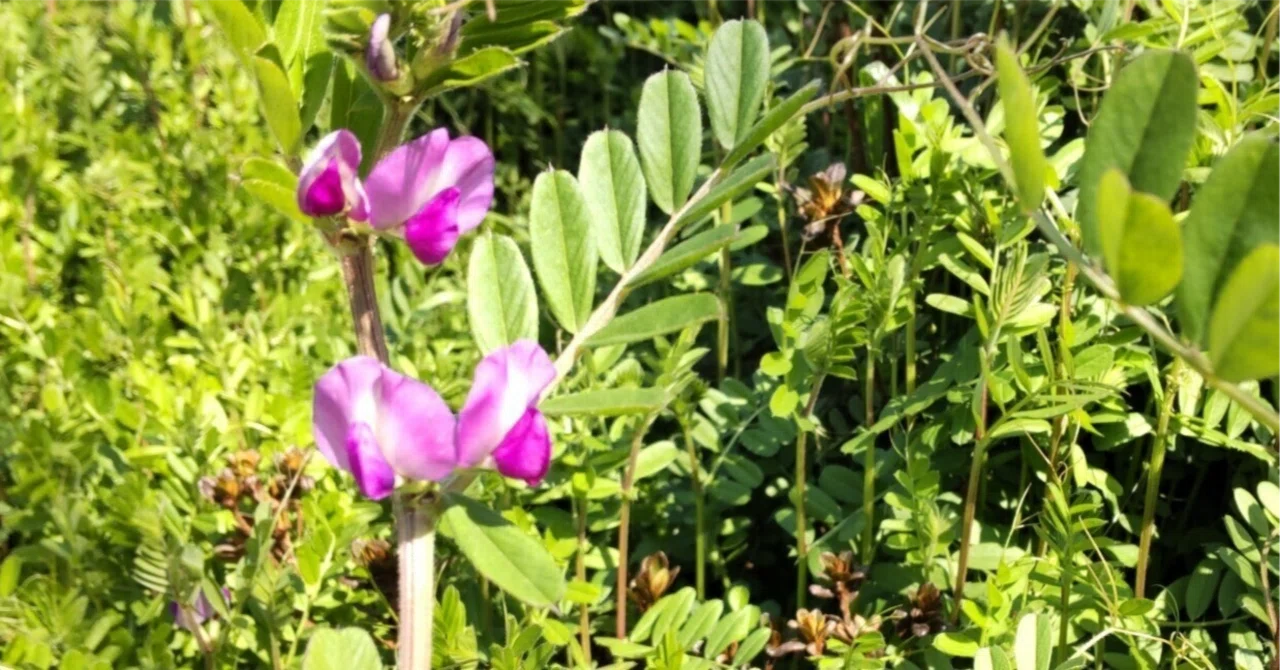 Common Vetch is a small bean plant that grows on the roadside ...