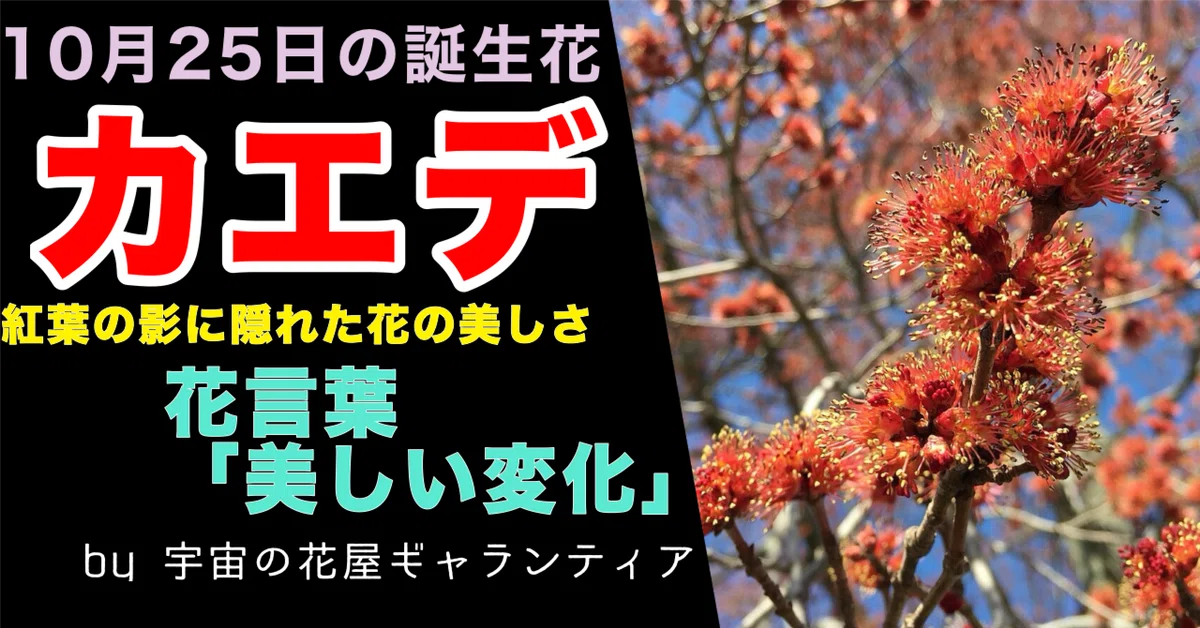 [Flower Encyclopedia] 