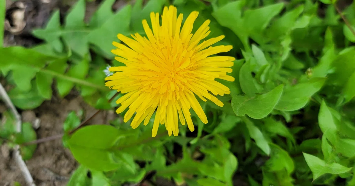 Dandelions—A Medicinal Herb Whose Flowers, Leaves, and Roots Have Long ...