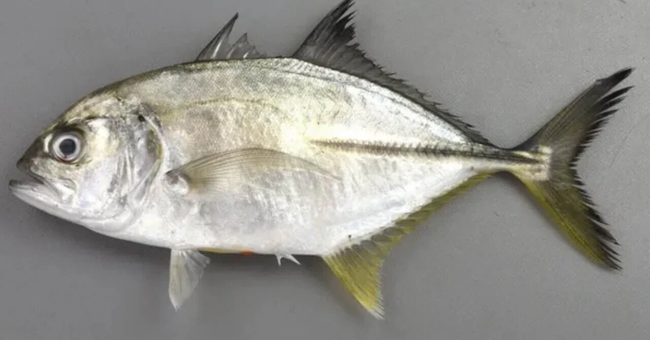 The fish that used to be released, its deliciousness is finally exposed ...