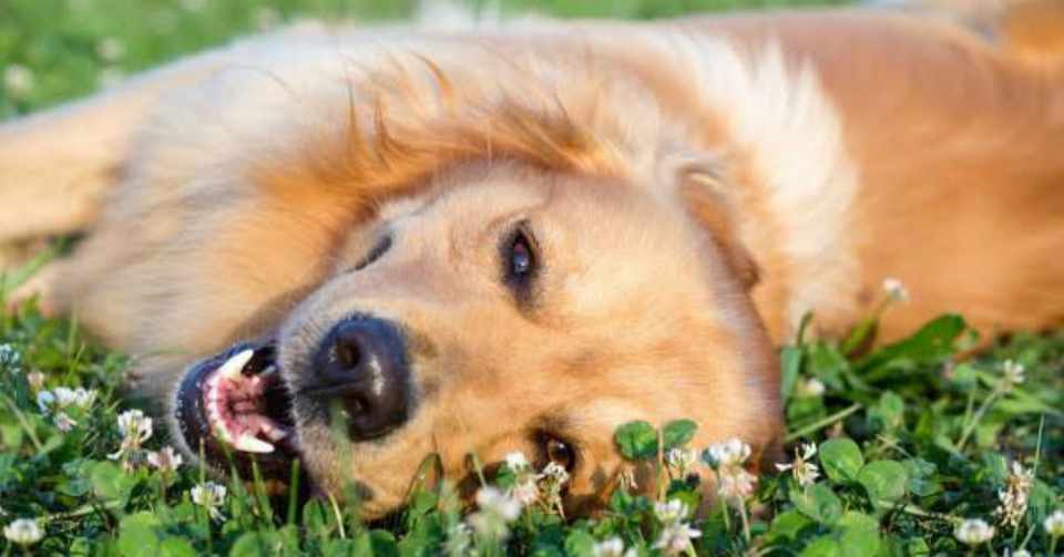 犬を飼いたい でも不安 ならこうしてみて Kuina Blog Note