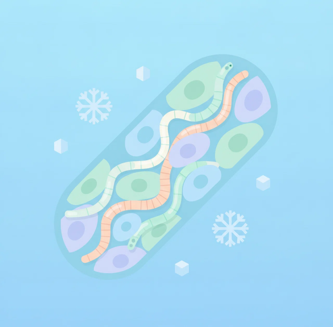 Is the secret to living longer in 'a little cold' hidden in our muscles ...