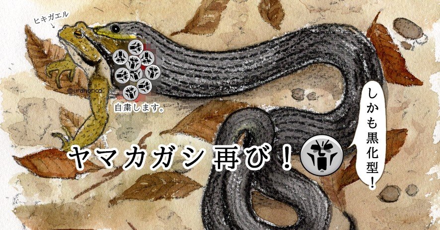 蛇の黒化型ってなんだよ聞いてないよー Uran Orico Note 蛇の黒化型ってなんだよ聞いてないよー Uran Orico Note