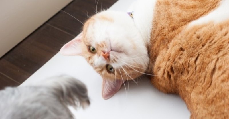 犬猫の東洋医学的夏の冷え 冷房病対策 ねこちぐら 獣医師 Note