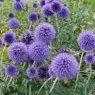 豆苗