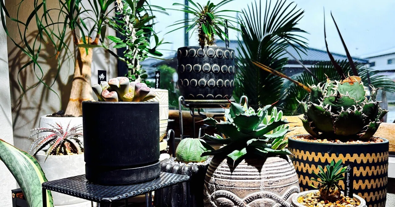 Houseplant Watering Management App | Free, Ad-Free, Personal Watering ...