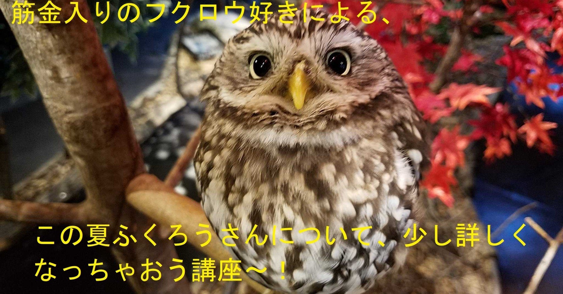 筋金入りのふくろう好きによる、この夏ふくろうさんについて、少し