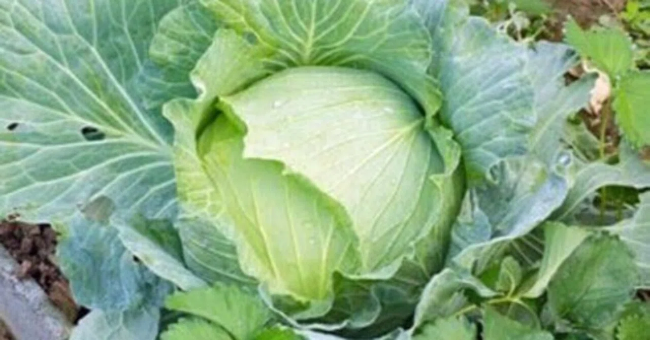 The Versatile Genius Vegetable: Cabbage (The Beginnings of Vegetable ...