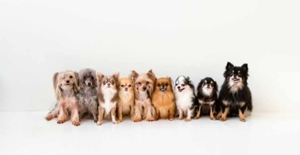 人気の犬種ベスト3 犬の飼い主サポートのplam Note