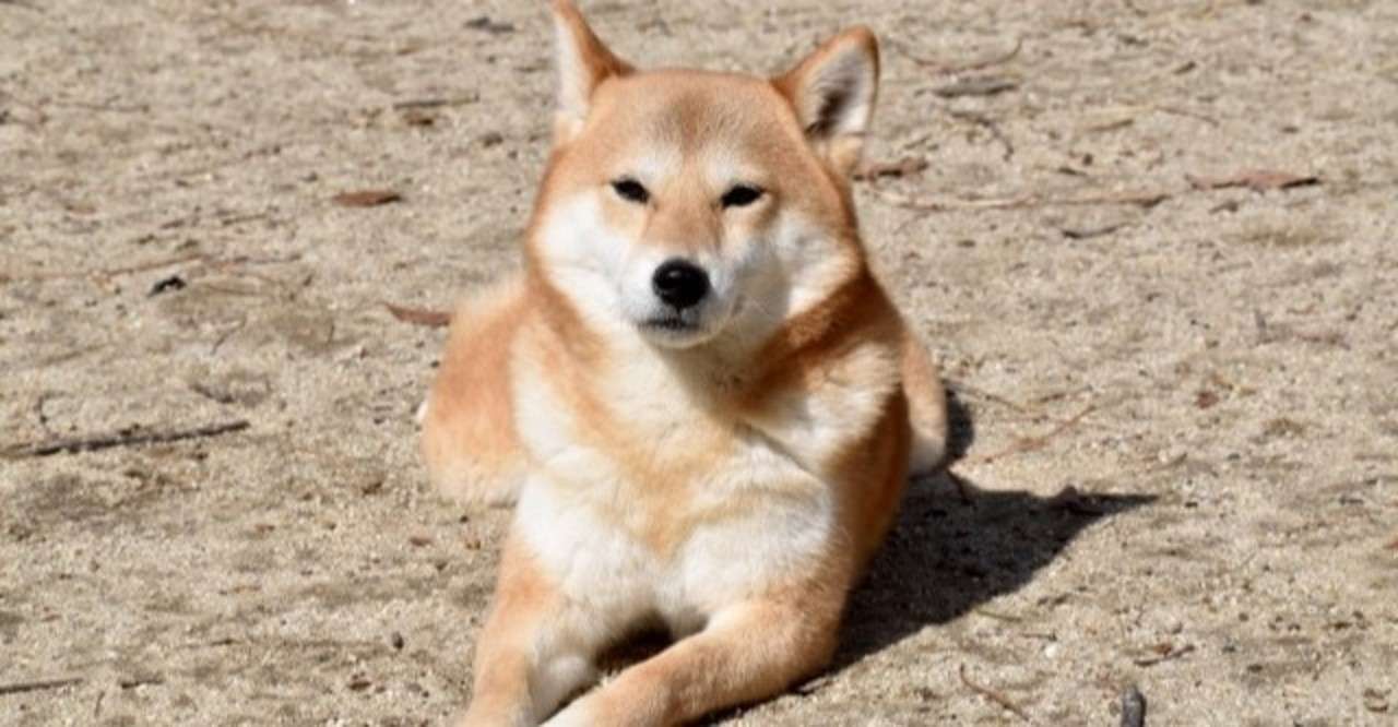 柴犬ってどんな犬 犬の飼い主サポートのplam Note