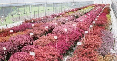 Interview｜新品種の開発最前線！スターチスの種苗会社 TSメリクロン