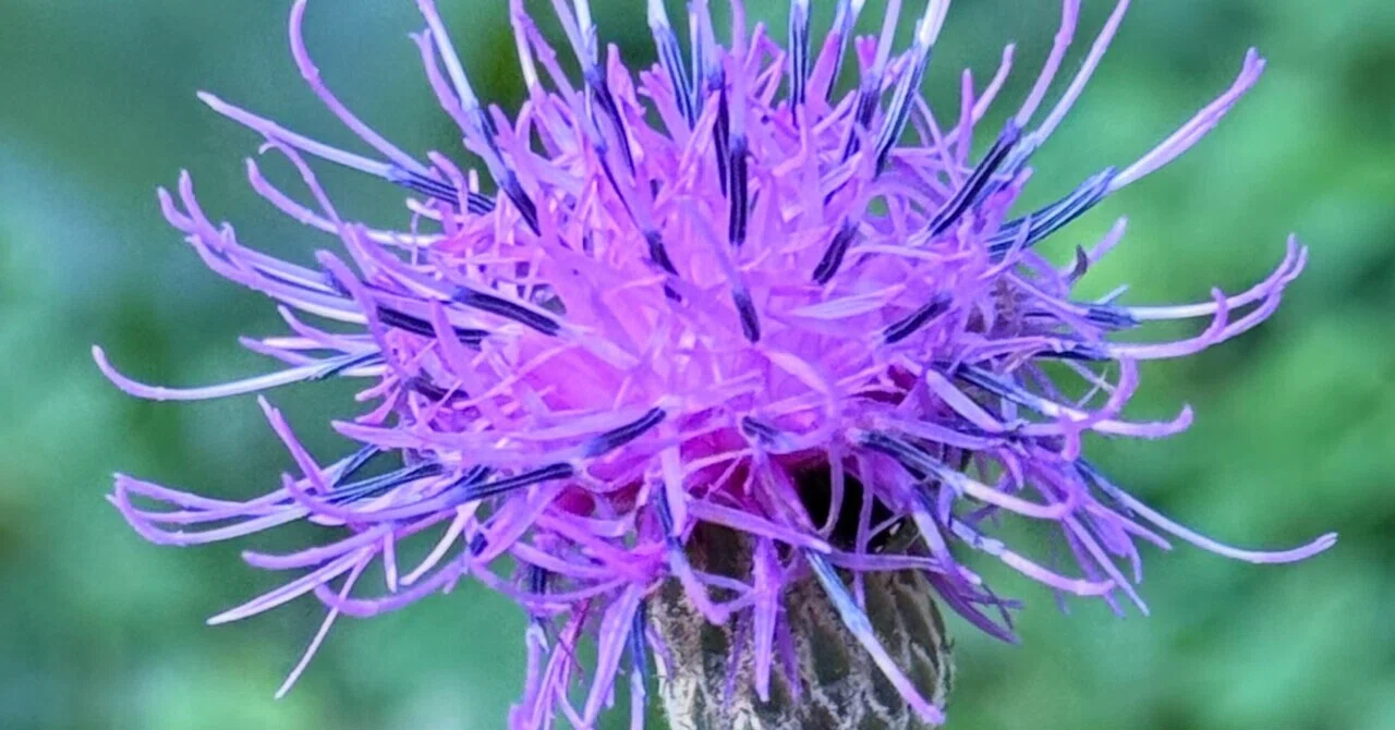 Serratula coronata: The Charm of Purple Flowers Coloring Mountains and ...