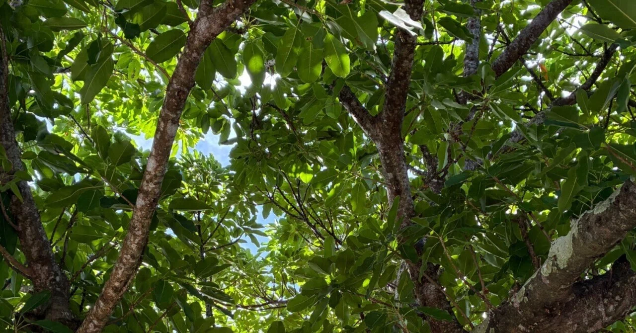 Seeing, Noticing, Choosing. (1)｜素直日記 Happyの小部屋より