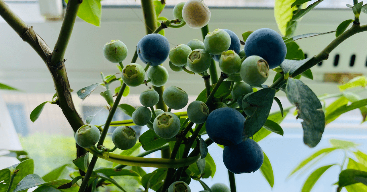 今年買ったブルーベリーのこと ひろ野 Note