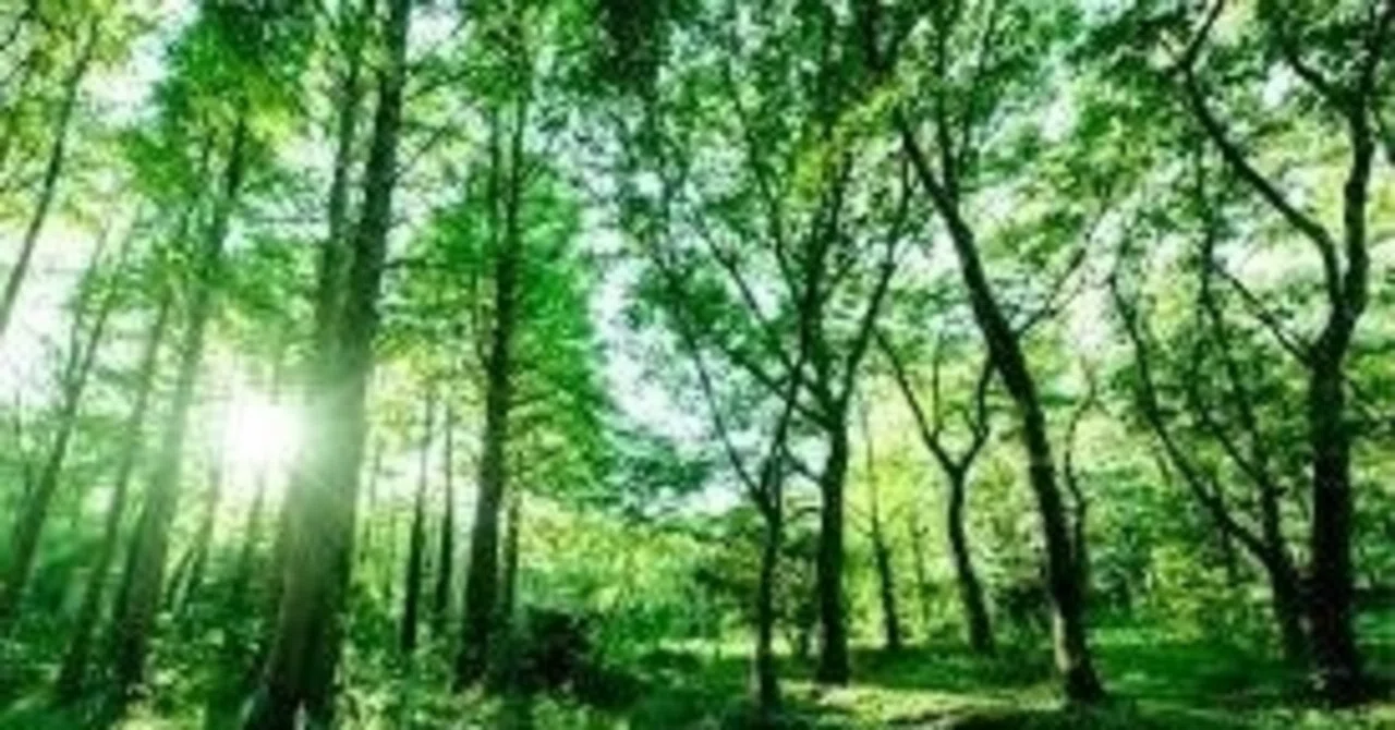 For those concerned about indoor air pollution: Creating a home for ...