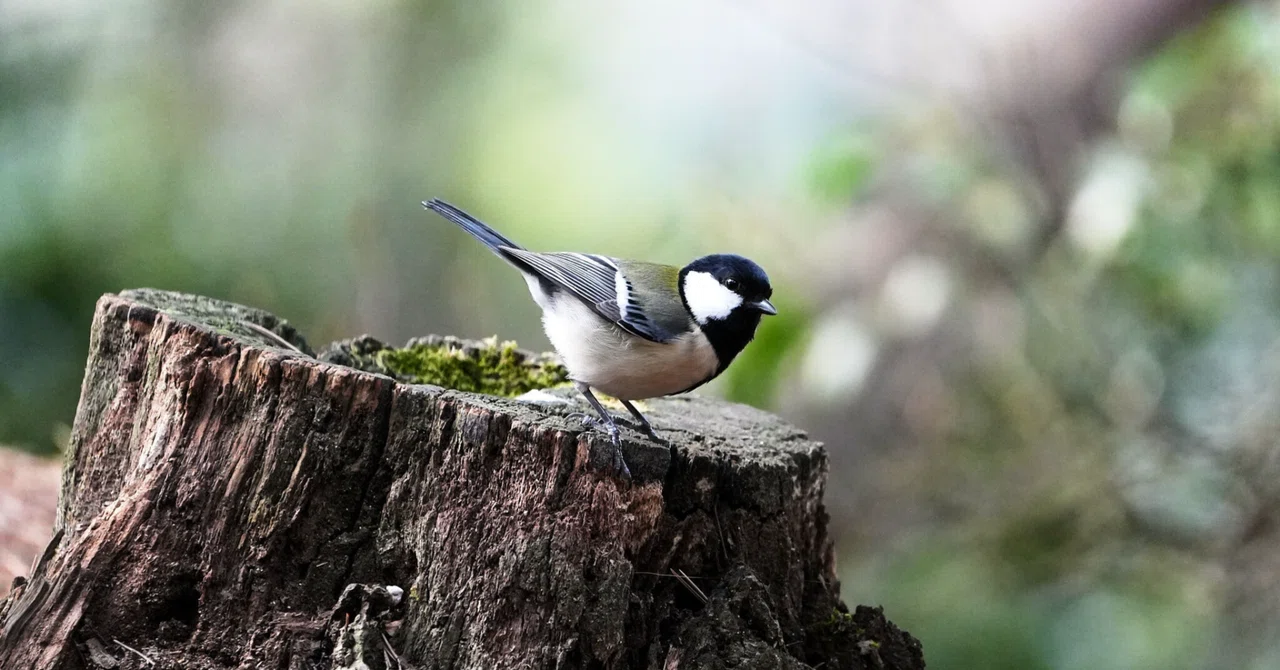 Quiet Reading Fever and the Language of Birds｜庄司昌彦