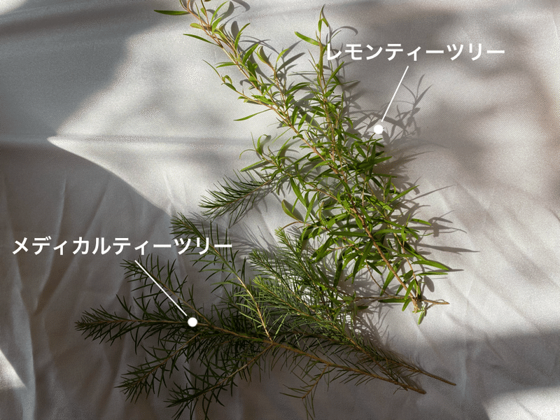 ティーツリー ころの庭自然菜園ーハーブやアロマもー Note