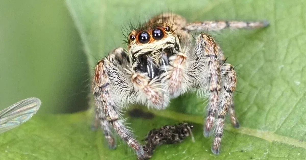 Different Insects Vision This and That, They're All Jumping Spiders—Insects I Met on an Autumn ...