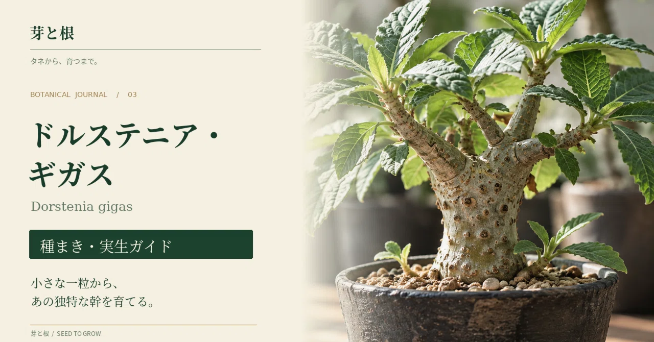 Dorstenia gigas Sowing and Seedling Guide: Differences from 'Brata ...