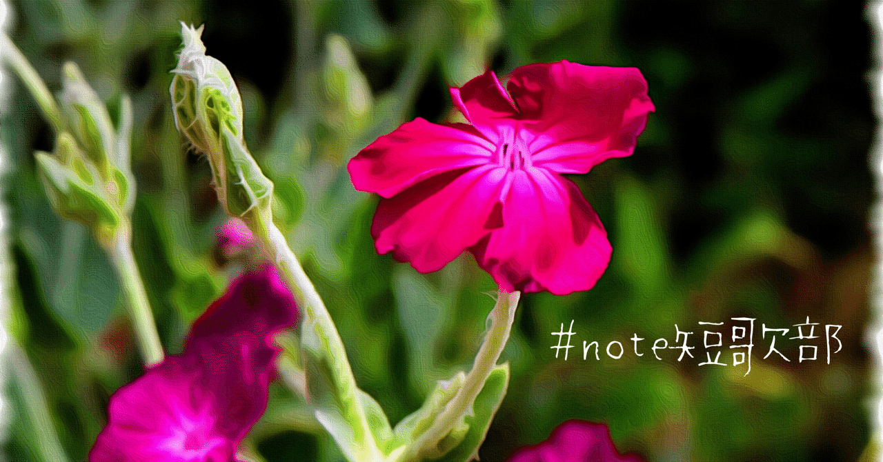 短歌 8月19日 誕生花は酔仙翁 Note短歌部 御子柴 流歌 Note 短歌 8月19日 誕生花は酔仙翁 Note短歌部 御子柴 流歌 Note