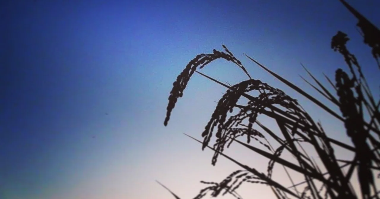 #10 The more the rice ripens, the lower it bows - 10 things I keep in ...