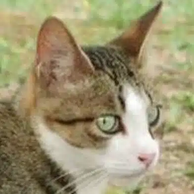 佐久間ディック