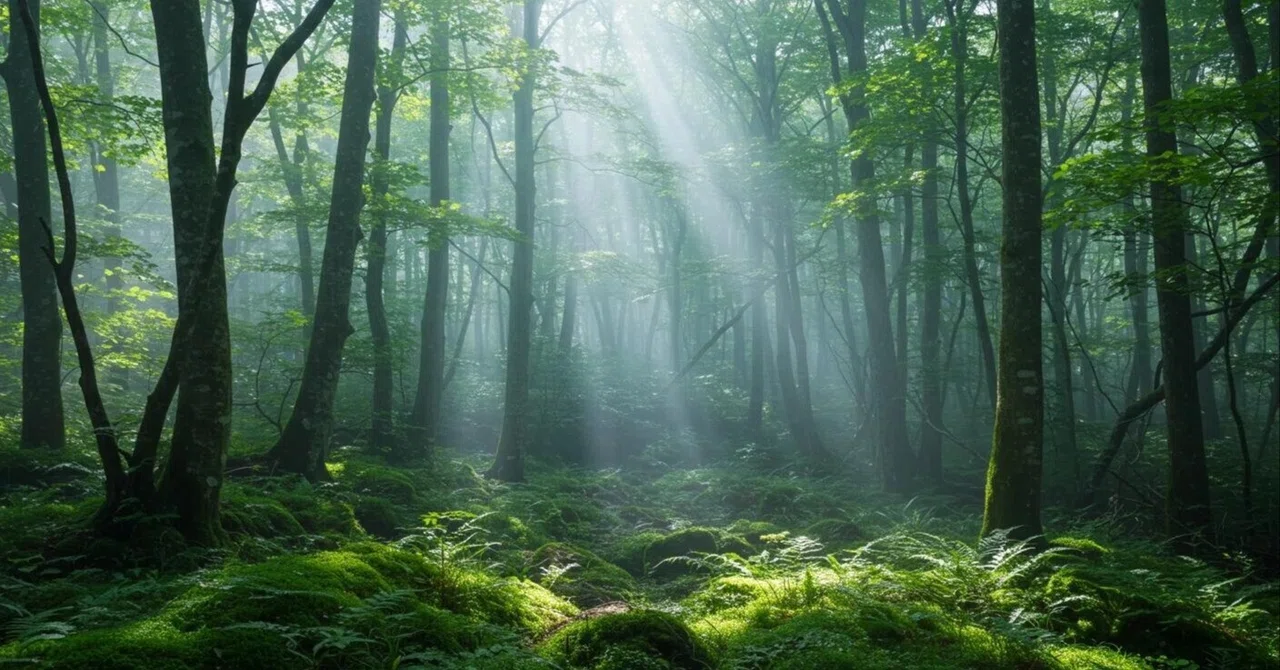 Cordyceps Research Begins in the Forest | The Field of Collection ...