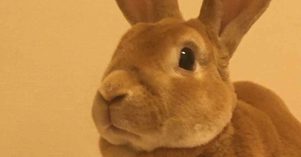 年収1000万以上を稼ぐうさ課長のお仕事 残り1 5ヶ月の業績フォローアップは辛いよ 隣の課長さんは大丈夫かな編 うさ課長 1000万 パワーの就職 転職 社会人談 Note