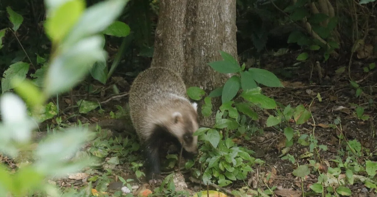 [Relocation Diary] Battle with the Badger Part 2: Another Assassin ...