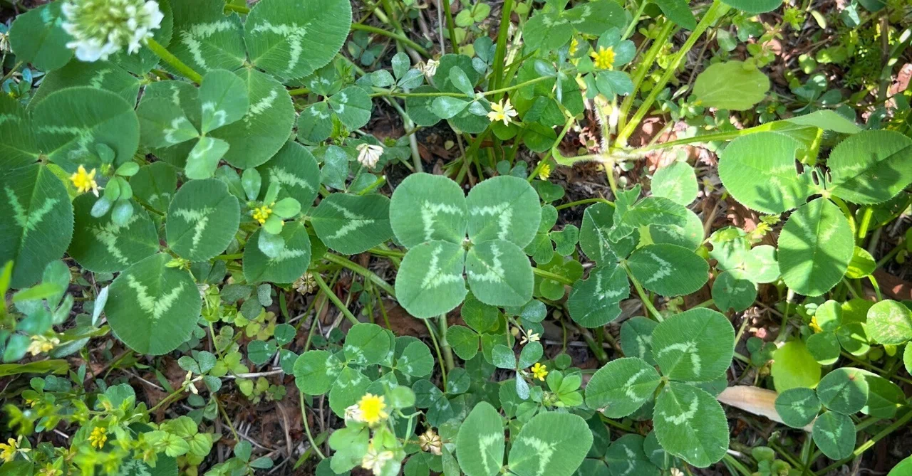Sending 1,000 Four-Leaf Clovers and Thinking About 