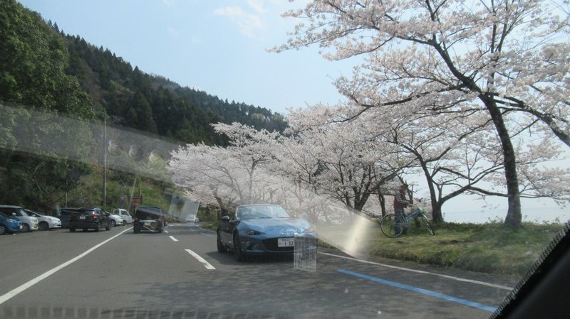 2020.04.08 琵琶湖周り 4000本の桜000