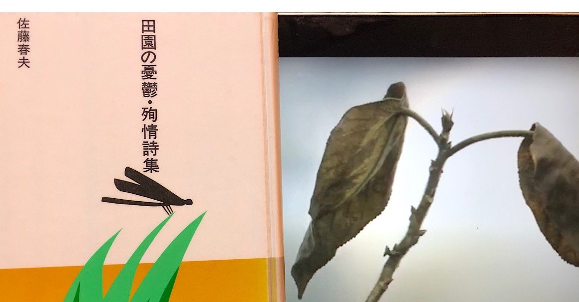 vol.88 佐藤春夫「田園の憂鬱」を読んで｜西野 友章