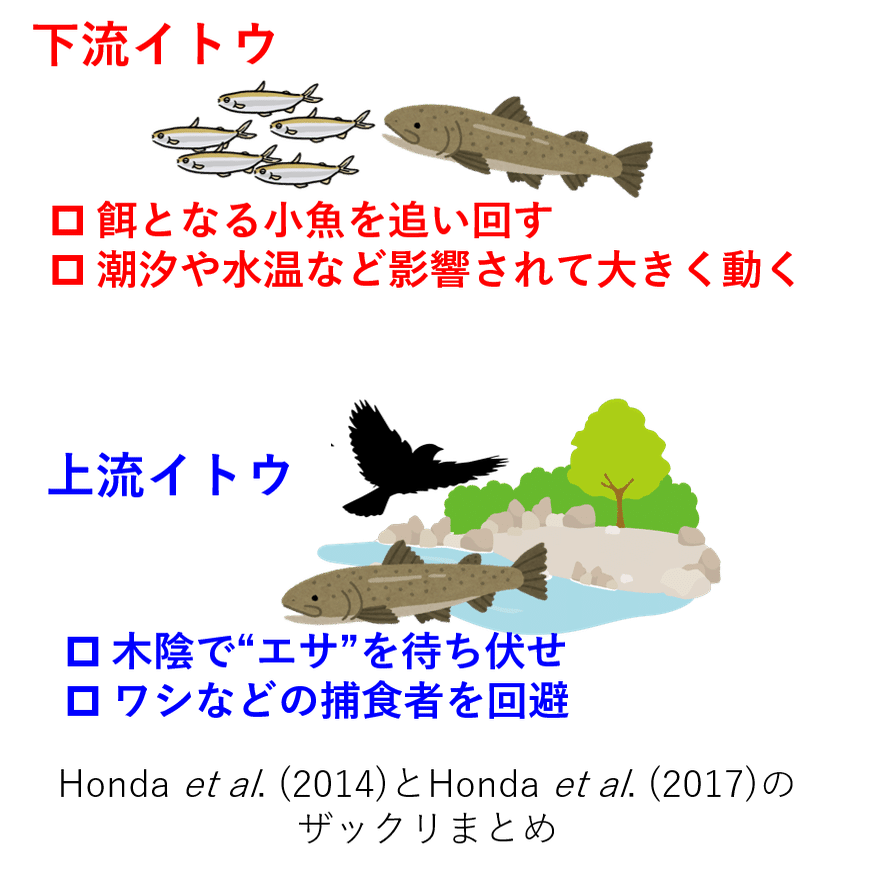 続 神出鬼没の怪魚 イトウ Nipon Hitode Note