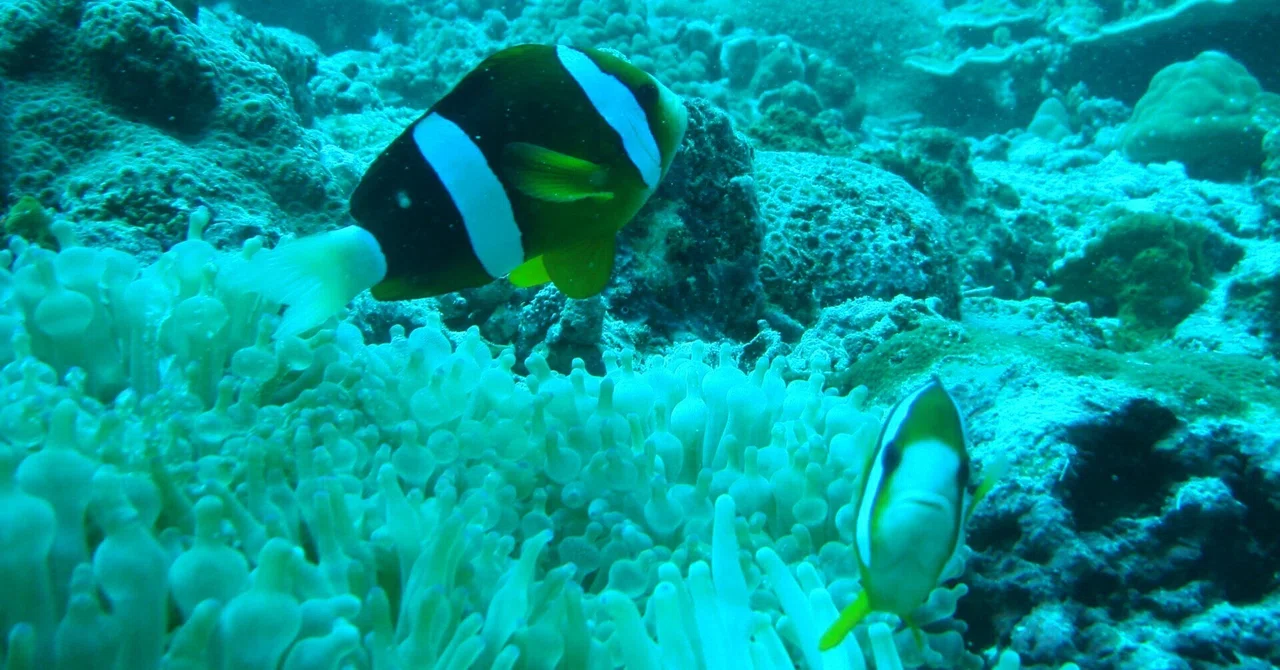 Sewing X's 'Fish Paradise' - Part 46: Orange-fin Anemonefish｜としえ