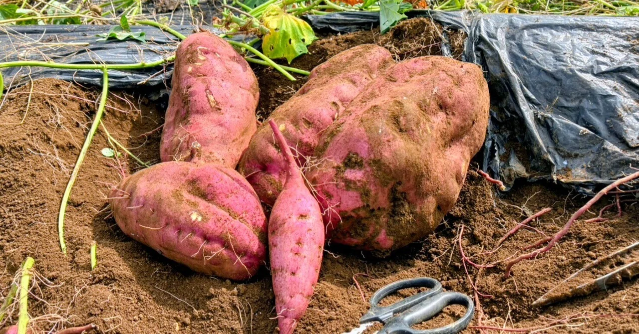 Sweet Potato Harvest｜kafuu
