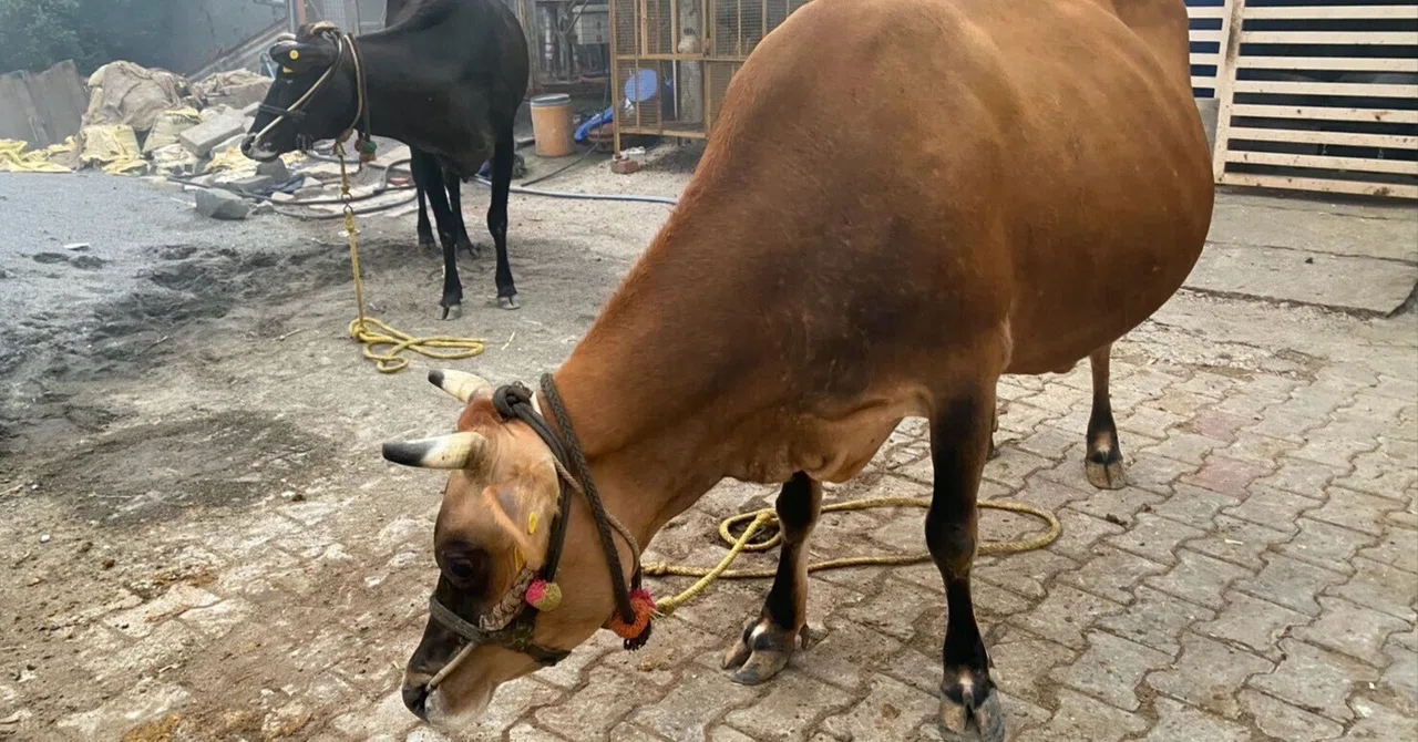 The Indian cows that showed me the workings of life and coexistence ...