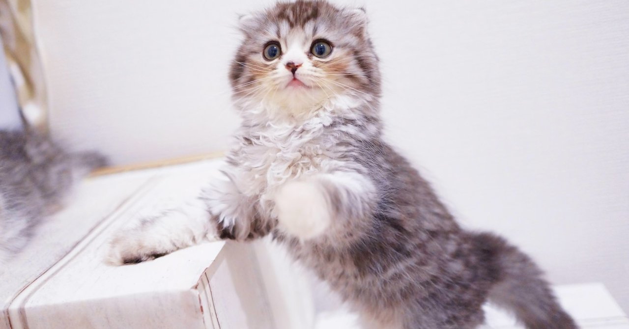 猫の好物ランキング 世界的には魚は意外性のある好物だった レイ ラグドール Note