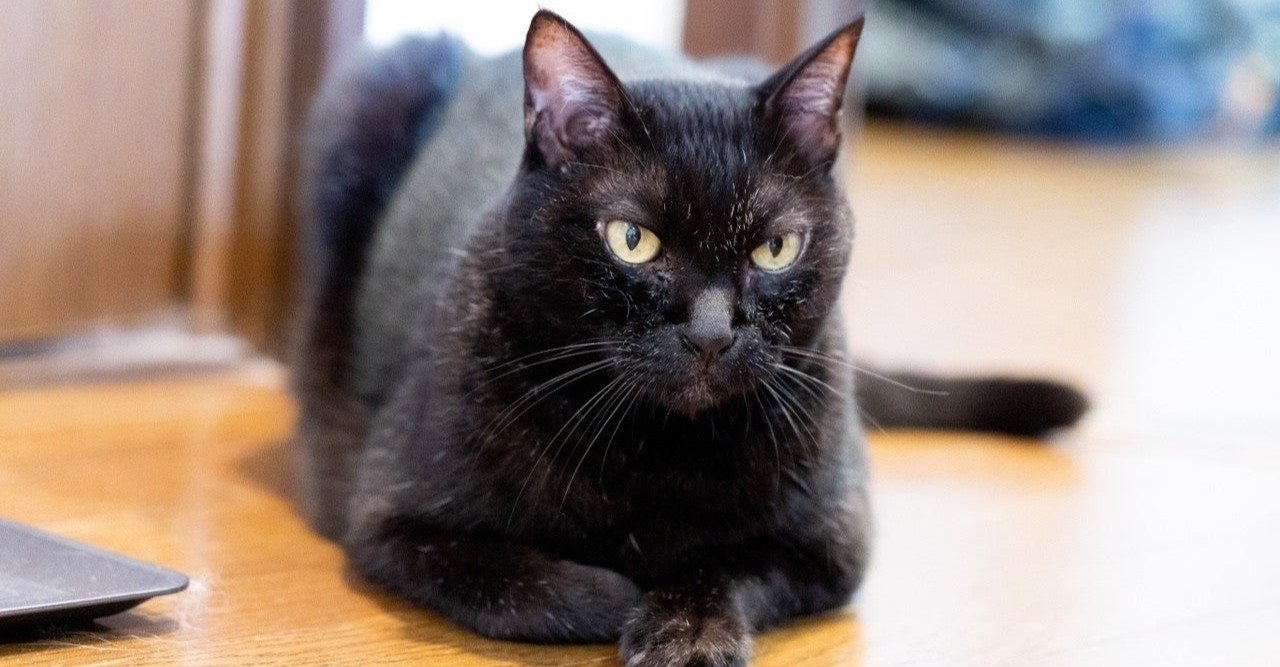 黒猫が好き 聖書に猫は出てくるのか 真帆 沁 Mahoshin 文筆家 Note