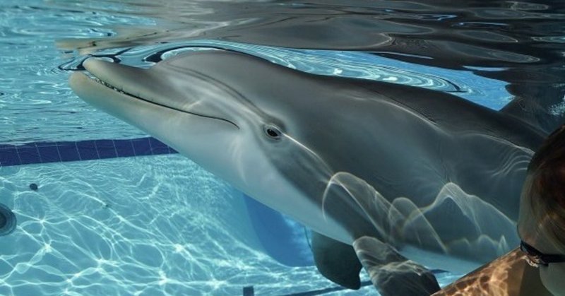 海外記事 水族館のイルカがロボットになる可能性 たきまゆ Note