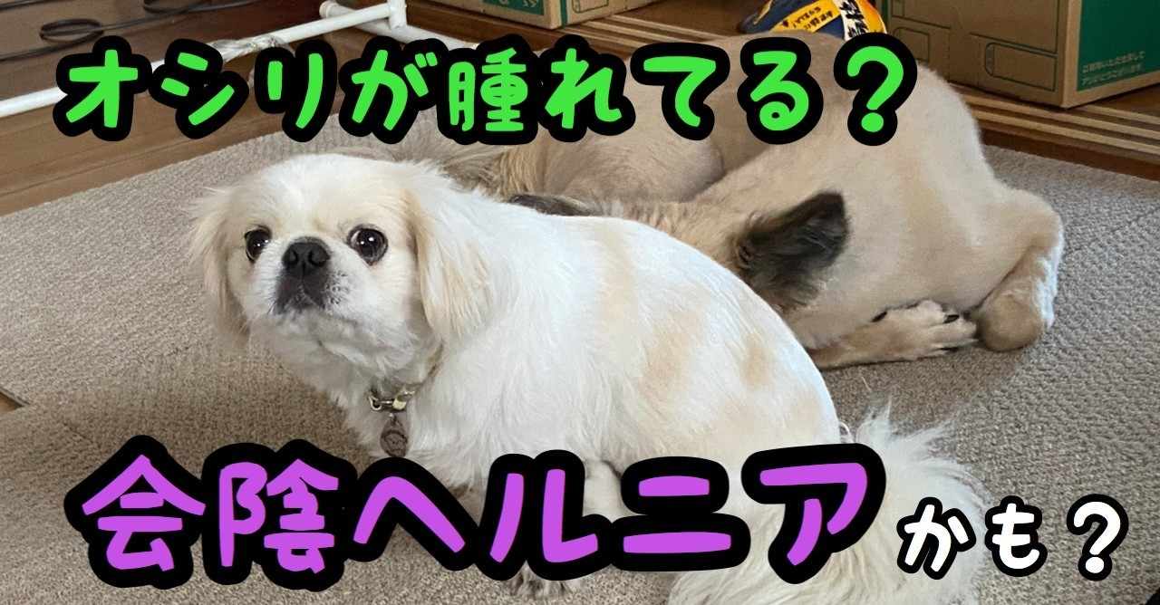 オシリが腫れてる 会陰ヘルニアかも ドッグライフサポーター 獅子パパ Note