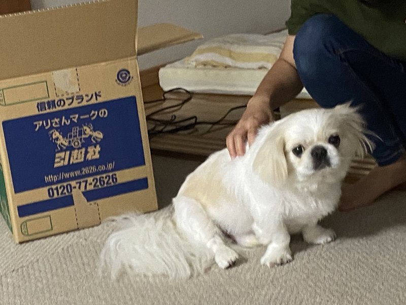 オシリが腫れてる 会陰ヘルニアかも ドッグライフサポーター 獅子パパ Note
