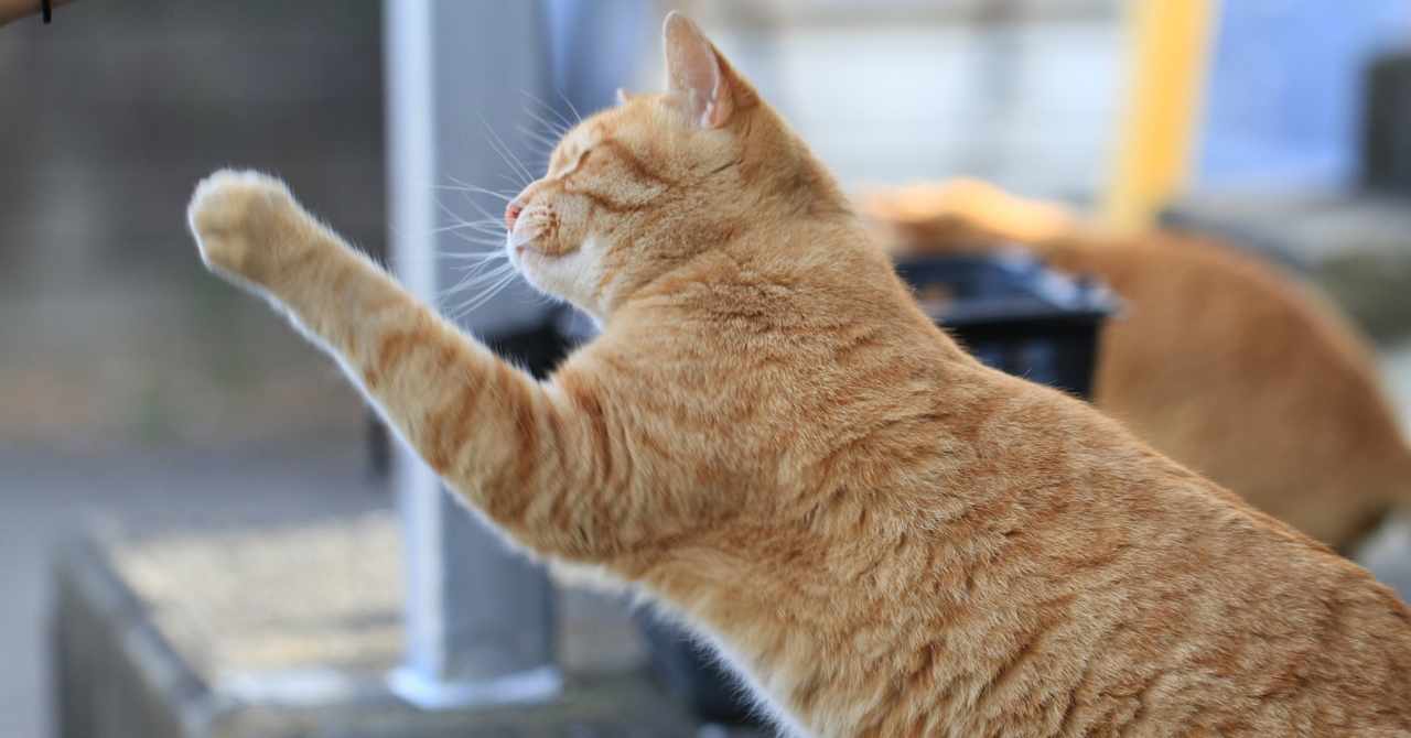 犬と猫 の新着タグ記事一覧 Note つくる つながる とどける
