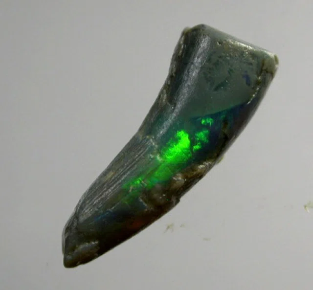 オパール化した生き物～死んでから虹色に輝く～｜ヨルワシ（Eryr13）