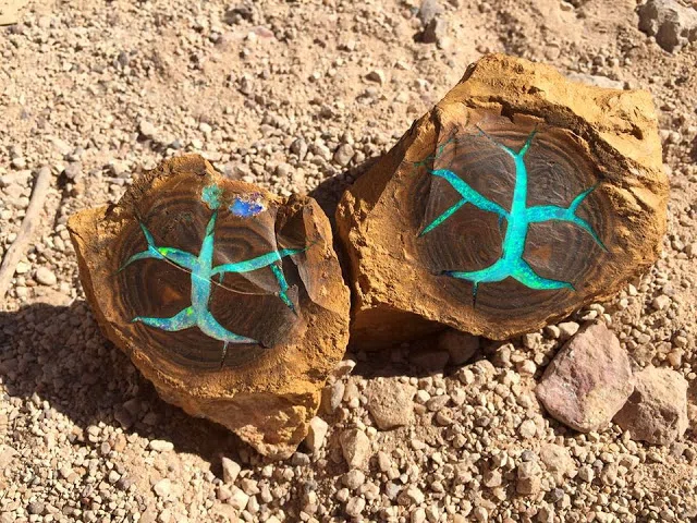 オパール化した生き物～死んでから虹色に輝く～｜ヨルワシ（Eryr13）