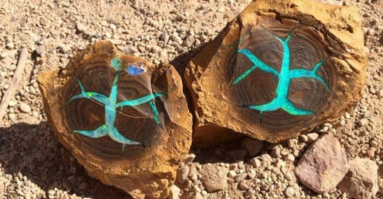 オパール化した生き物 死んでから虹色に輝く eryr13 note