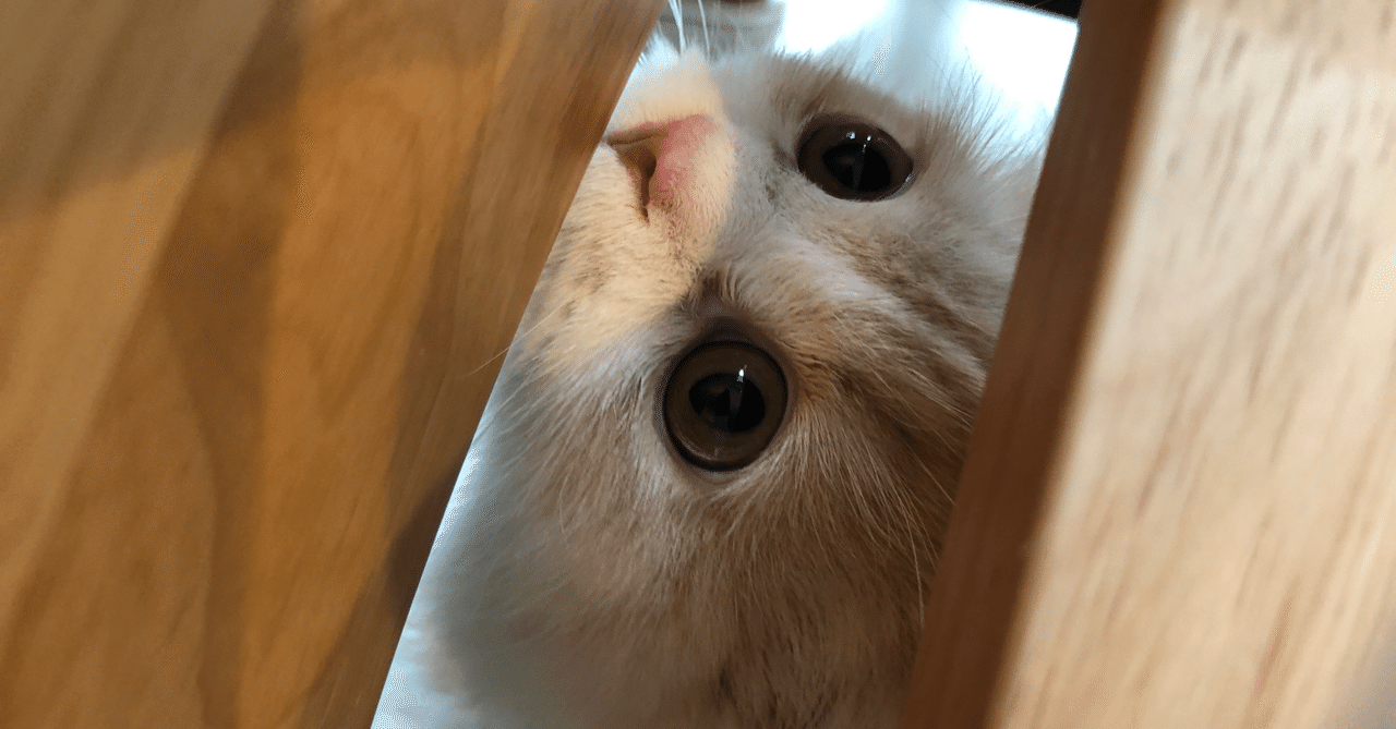 猫のルーク 光を運ぶねこ Toto Rulu Note 猫のルーク 光を運ぶねこ Toto Rulu Note
