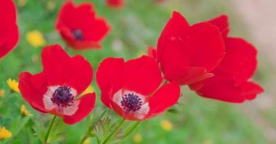 花を吐く病 Carin Note