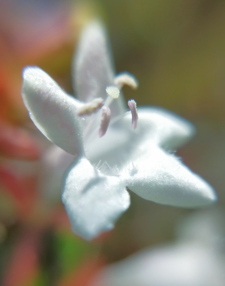 花びらが高貴すぎて、尊い(´｡✪ω✪｡｀)✧*。❀.*･ﾟ